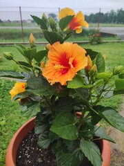 Orange hibiscus on garden