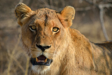 Obraz na płótnie Canvas Lioness at Kruger National Park, South Africa