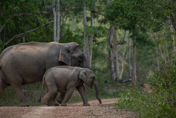 lives in the natural,forest of Thailand. Asian wild elephant in nature in national park thailand (elephant in habitat)