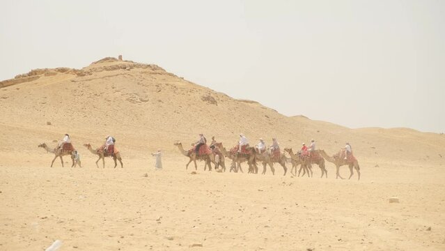 A caravan of camels in the desert. Pisa, Egypt.