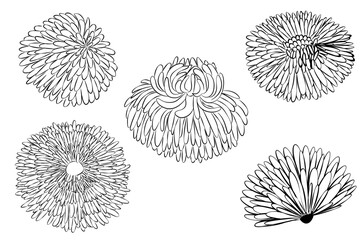 Flower set, daisies, plants, black and white drawings, silhouette, vector