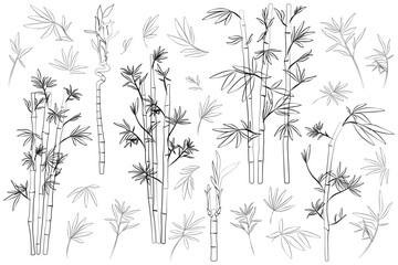 Set of illustrations of bamboo, line art, leaves and branches, silhouette, vector 