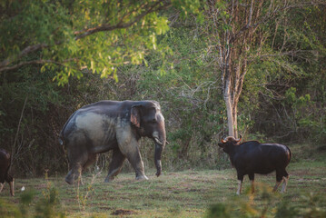 lives in the natural,forest of Thailand. Asian wild elephant in nature in national park thailand (elephant in habitat)