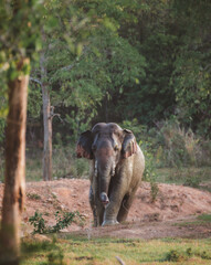 Naklejka premium lives in the natural,forest of Thailand. Asian wild elephant in nature in national park thailand (elephant in habitat)