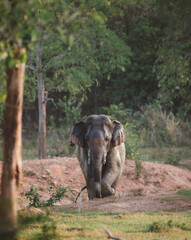 lives in the natural,forest of Thailand. Asian wild elephant in nature in national park thailand (elephant in habitat)