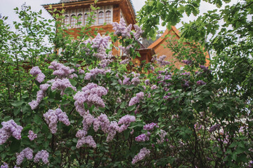 Fototapeta na wymiar Beautiful, fluffy lilac on the background of the palace of Tsar Alexei Mikhailovich in Kolomenskoye. Russia, Moscow, May 2023
