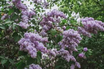 Fototapeta premium Fluffy, blooming lilac. Beautiful floral background. Large clusters of lilacs.