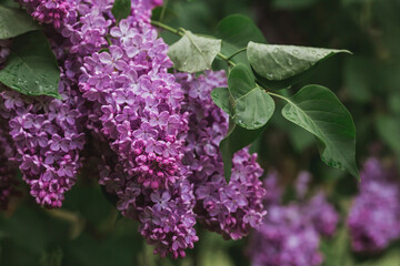 Fluffy, blooming lilac. Beautiful floral background. Large clusters of lilacs.