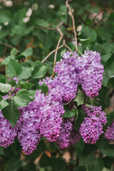 Fluffy, blooming lilac. Beautiful floral background. Large clusters of lilacs.