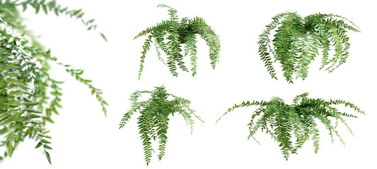 Set of Pellaea Falcata plants, isolated on transparent background. 3D render.