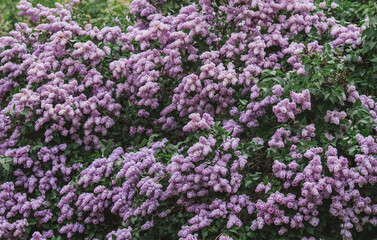 Fluffy, blooming lilac. Beautiful floral background. Large clusters of lilacs.