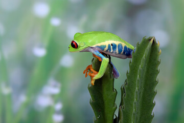 Red-eyed Tree Frog (Agalychnis callidryas) perched on cactus leaf.