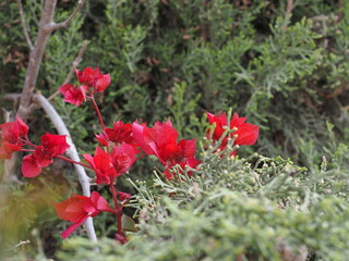 Obraz premium Flores rojas en medi de hojas verdes