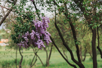 Fluffy, blooming lilac. Beautiful floral background. Large clusters of lilacs.