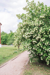 Decorative viburnum Buldenezh or Snow globe (Latin Viburnum opulus var sterile).