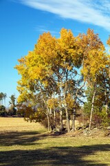Populus tremula common aspen eurasian aspen European