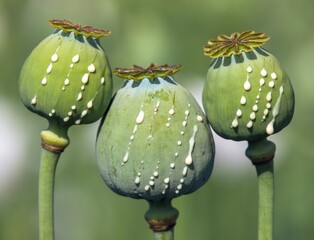 opium poppy heads papaver somniferum with opium drops - obrazy, fototapety, plakaty