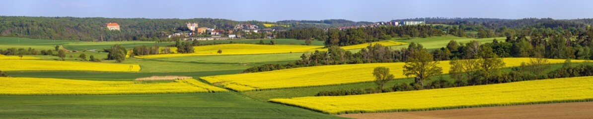 Field of rapeseed canola colza Brassica Napus