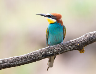 European bee-eater, merops apiaster. A beautiful bird sits on a thick old branch