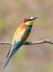 European bee-eater, merops apiaster. A beautiful bird sits on a branch