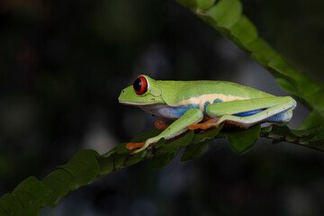 Red-eyed Tree Frog (Agalychnis callidryas).