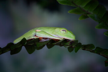 The sleeping eyes of Red-eyed Tree Frog (Agalychnis callidryas).