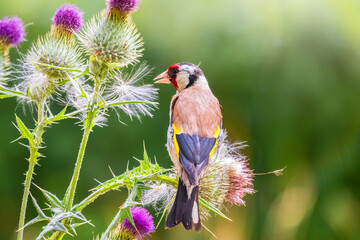European goldfinch, feeding on the seeds of thistles. Carduelis carduelis.