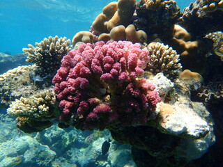 Naklejka na ściany i meble Stony coral rasp coral, or cauliflower coral, knob-horned coral (Pocillopora verrucosa) undersea, Red Sea, Egypt, Sharm El Sheikh, Nabq Bay