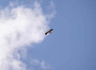 a beautiful steppe buzzard predator soars beautifully in the sky looking for prey