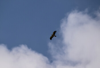 a beautiful steppe buzzard predator soars beautifully in the sky looking for prey