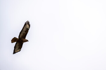 a beautiful steppe buzzard predator soars beautifully in the sky looking for prey