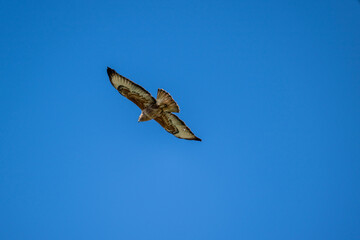 a beautiful steppe buzzard predator soars beautifully in the sky looking for prey