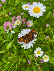 A butterfly on a daisy flower in a sunny meadow