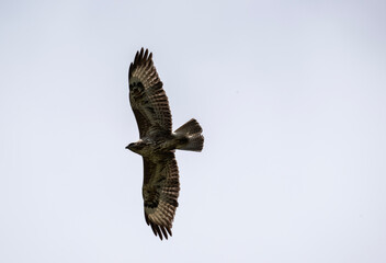 Fototapeta premium a beautiful steppe buzzard predator soars beautifully in the sky looking for prey