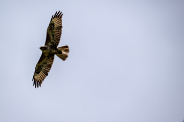 a beautiful steppe buzzard predator soars beautifully in the sky looking for prey