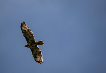 a beautiful steppe buzzard predator soars beautifully in the sky looking for prey