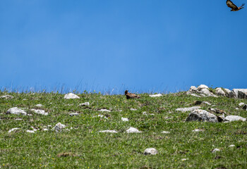 a beautiful steppe buzzard predator sits on a stone at the level of a clearing and from ambush and...