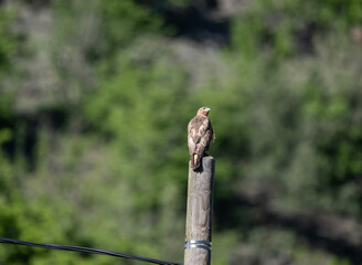 a beautiful steppe buzzard predator sits on a telegraph pole and looks out for prey