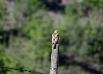 a beautiful steppe buzzard predator sits on a telegraph pole and looks out for prey