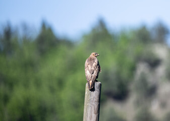 a beautiful steppe buzzard predator sits on a telegraph pole and looks out for prey