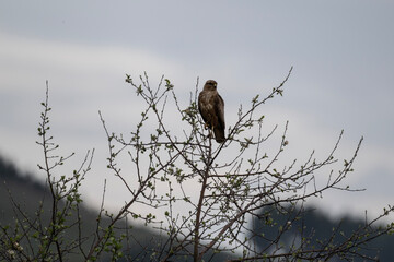 beautiful steppe buzzard predator sits on a tree branch and looks out for prey