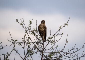 beautiful steppe buzzard predator sits on a tree branch and looks out for prey