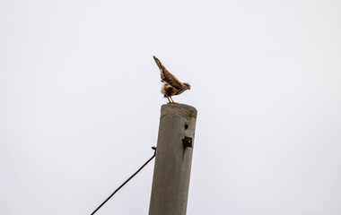 a beautiful steppe buzzard predator sits on a telegraph pole and looks out for prey