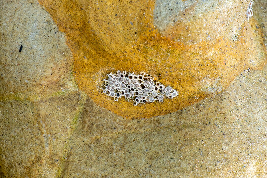 Molluscs attached to the stones on the seashore.Balanus is a genus of barnacles in the family Balanidae of the subphylum Crustacea. Burmeister,Cirripedia,Balanus