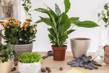 Repotting plants at home. Spathiphyllum, white peace lily, pot, gloves, Hydroponic Clay Pebbles,...