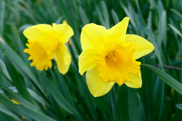 Gelbe Narzissen, Narzissenbl&uuml;te  (Narcissus Pseudonarcissus), Deutschland