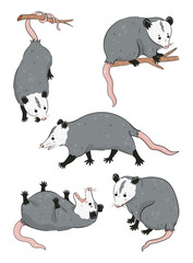 Set of cute possums isolated on white background. Vector graphics.