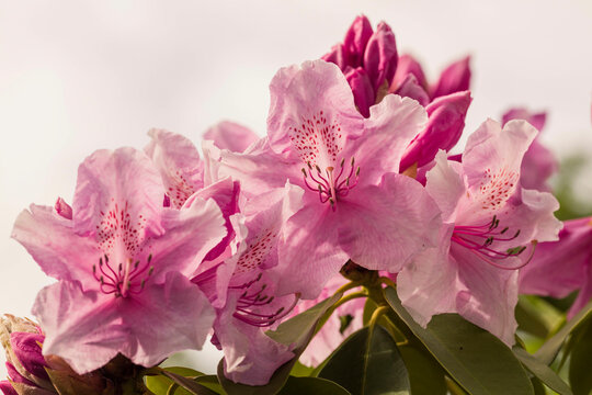 rhododendron