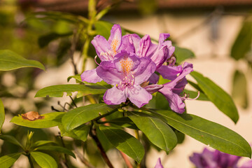 rhododendron