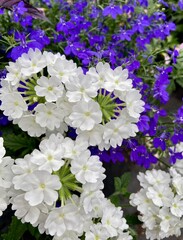 Blue and white flowers